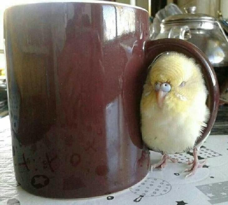 Animales en situaciones cómicas pájaro en asa de una taza