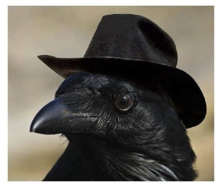 Animales en situaciones cómicas cuervo con sombrero