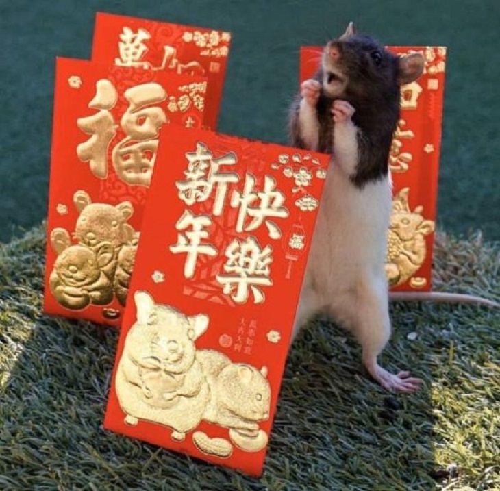 Animales en situaciones cómicas ratón con insignias chinas