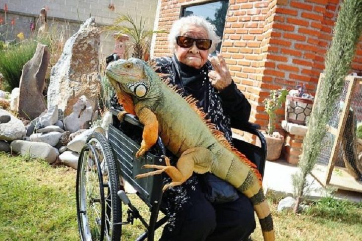 Animales en situaciones cómicas abuela con su iguana