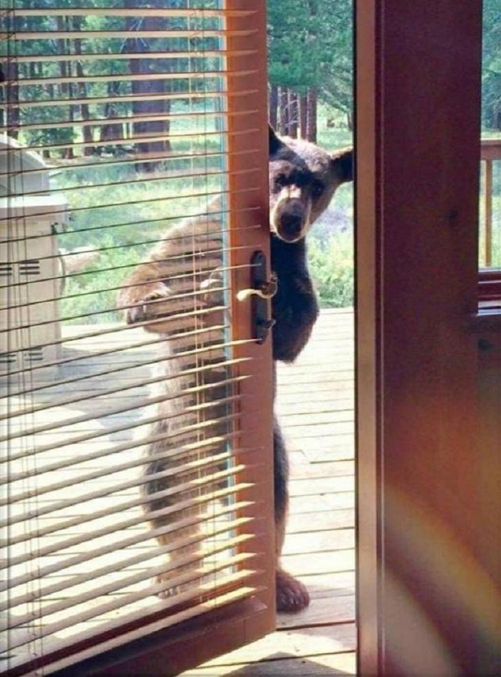 Animales en situaciones cómicas oso abriendo la puerta de una casa