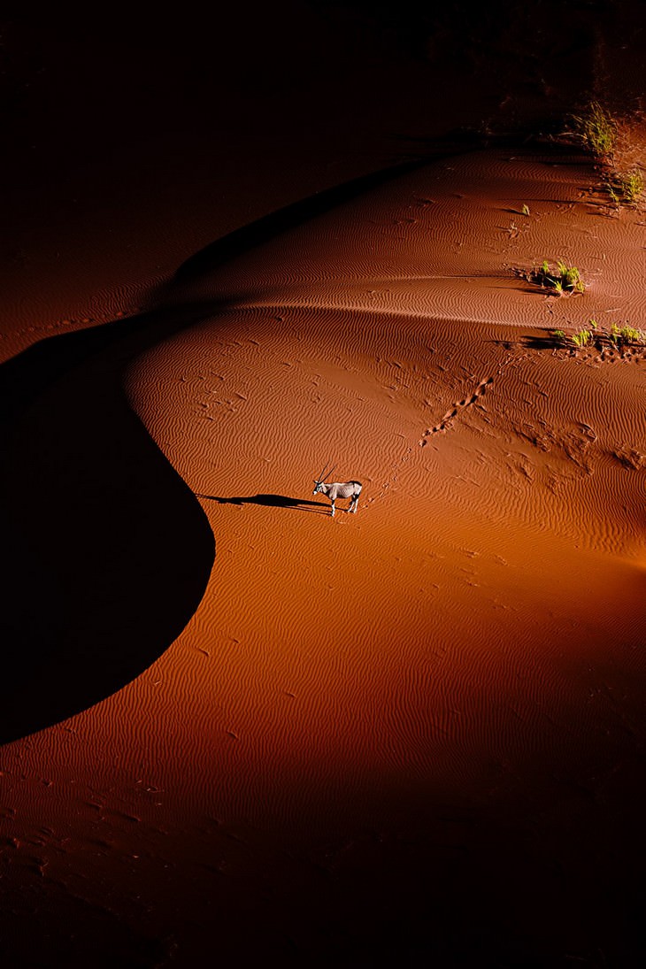 Impresionantes Fotos De Vida Salvaje Con Una Buena Causa desierto