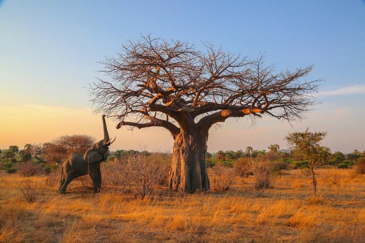 Impresionantes Fotos De Vida Salvaje Con Una Buena Causa elefante