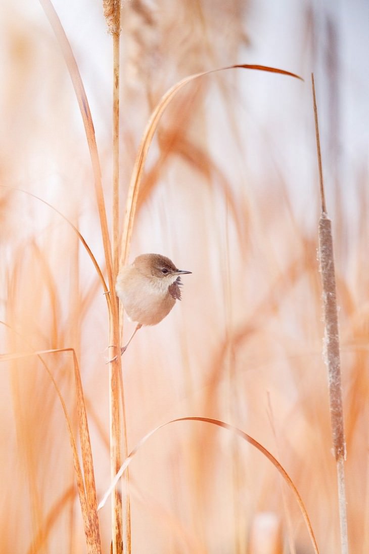 Impresionantes Fotos De Vida Salvaje Con Una Buena Causa pájaro posado en rama