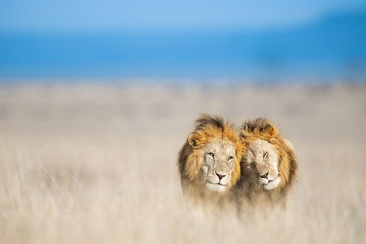 Impresionantes Fotos De Vida Salvaje Con Una Buena Causa leones juntos