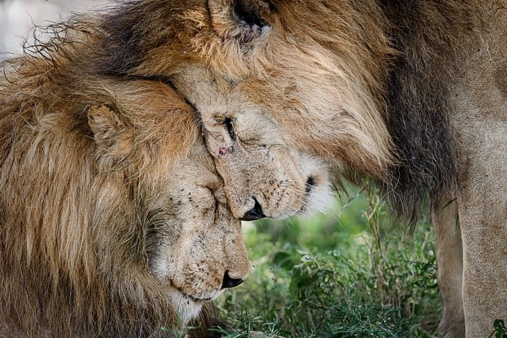 Impresionantes Fotos De Vida Salvaje Con Una Buena Causa leones juntos