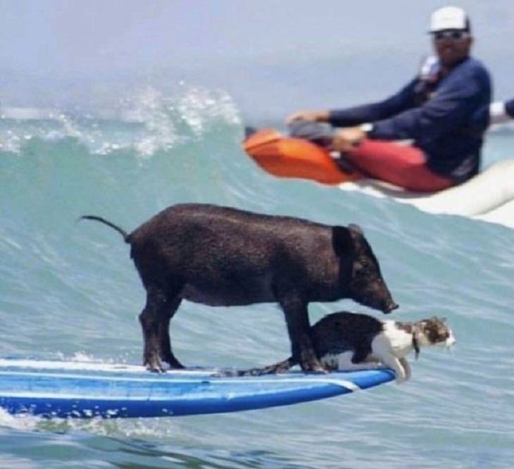Animales en situaciones cómicas cerdo y gato surfeando