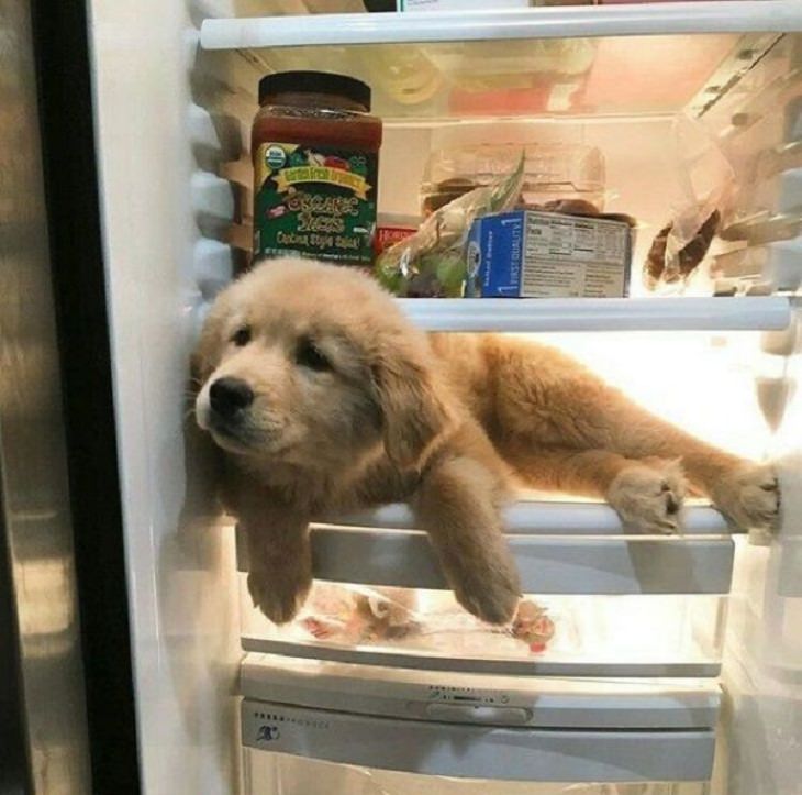 Animales en situaciones cómicas cachorro dentro del refrigerador
