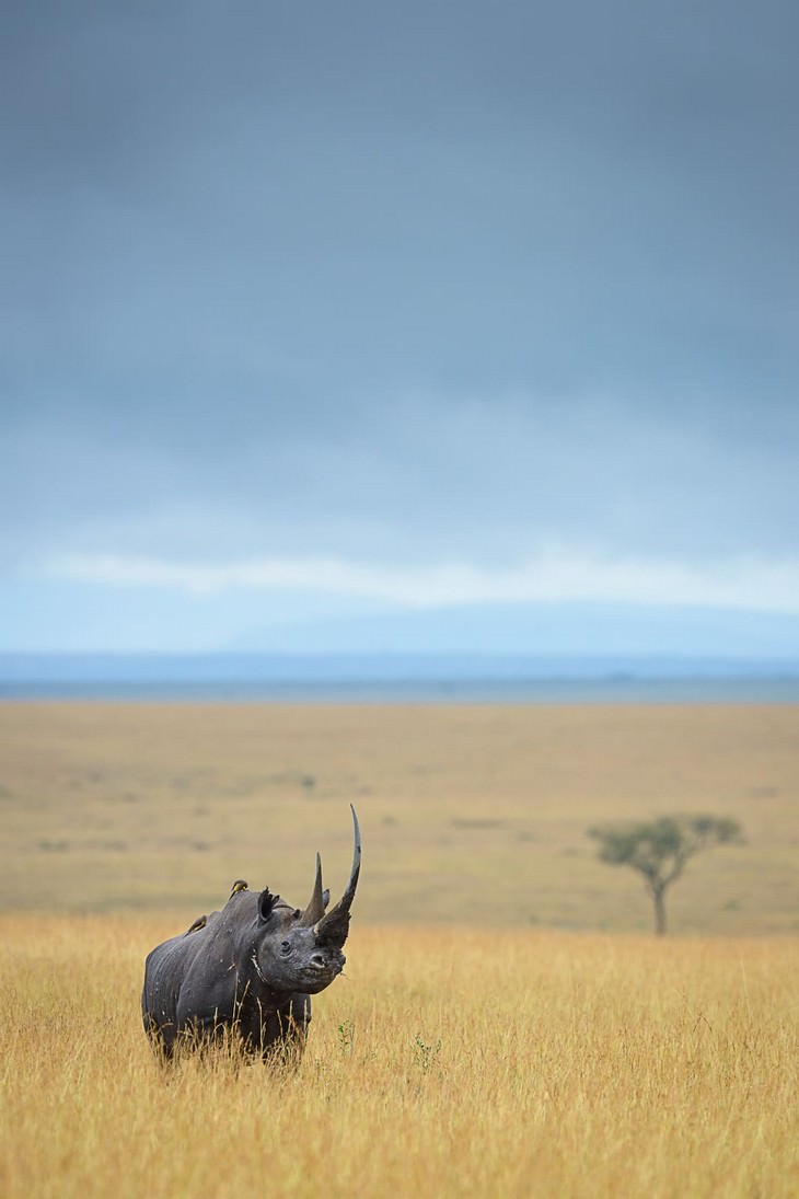 Impresionantes Fotos De Vida Salvaje Con Una Buena Causa rinoceronte