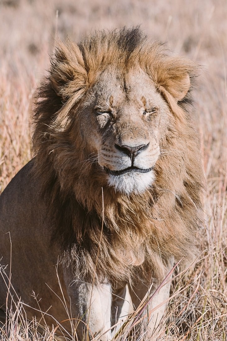 Impresionantes Fotos De Vida Salvaje Con Una Buena Causa león cerrando los ojos