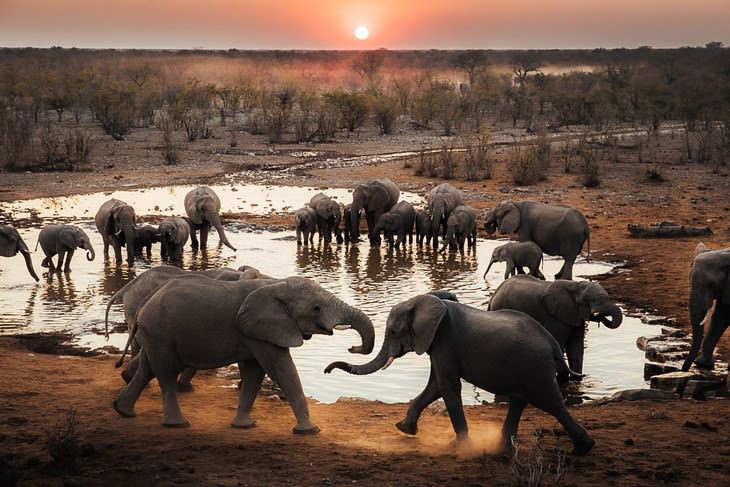 Impresionantes Fotos De Vida Salvaje Con Una Buena Causa manada de elefantes en un río