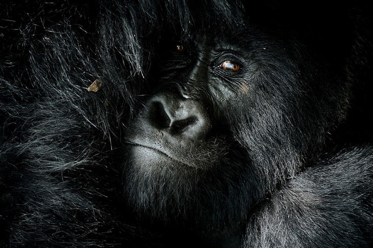 Impresionantes Fotos De Vida Salvaje Con Una Buena Causa gorila