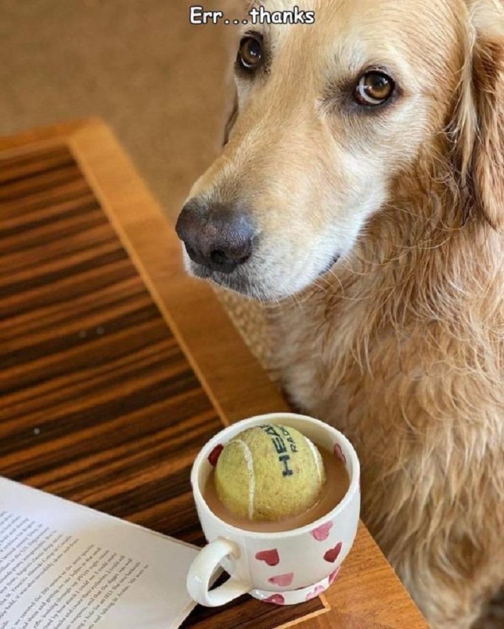Animales en situaciones cómicas perro y una taza de café con una pelota de tenis adentro
