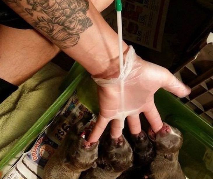 12 Grandiosas y Creativas Ideas Para Resolver Problemas Cotidianos hombre alimentando cachorros con guantes
