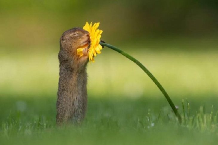 Brillantes Fotos De Los Humanos y La Naturaleza En Armonía ardilla oliendo una flor