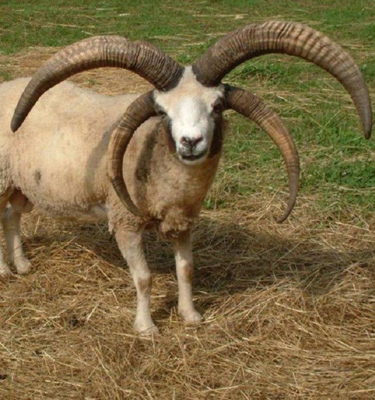 Animales con características únicas carnero con cuernos extra