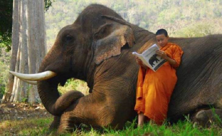 Brillantes Fotos De Los Humanos y La Naturaleza En Armonía niño monje y elefante