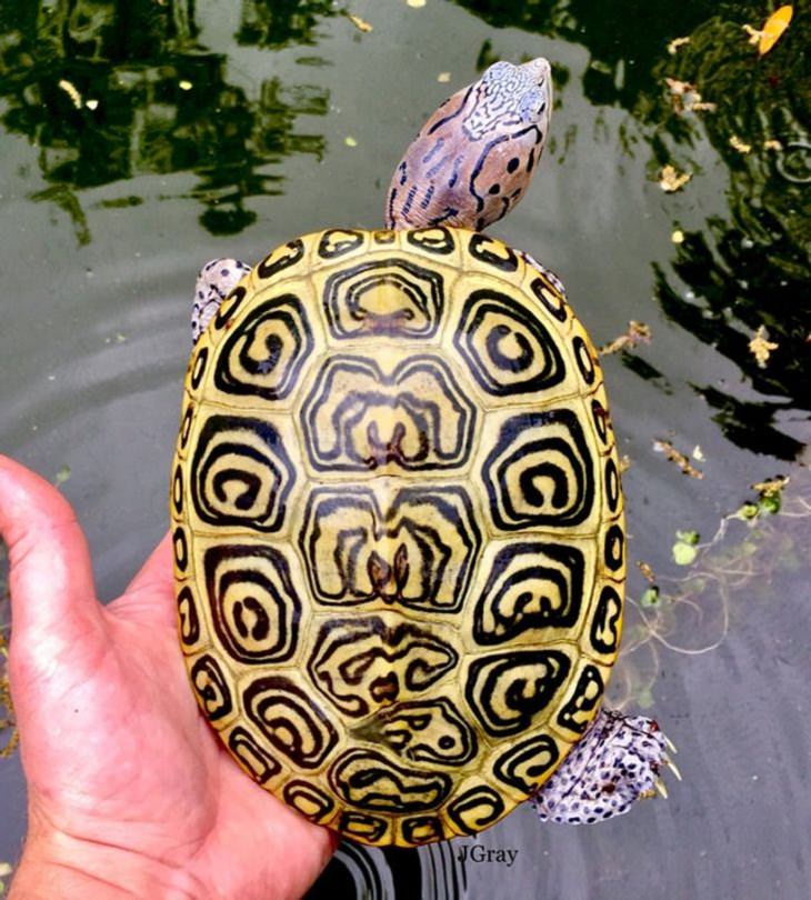 Animales con características únicas tortuga eslpalda de diamante de 7 años 