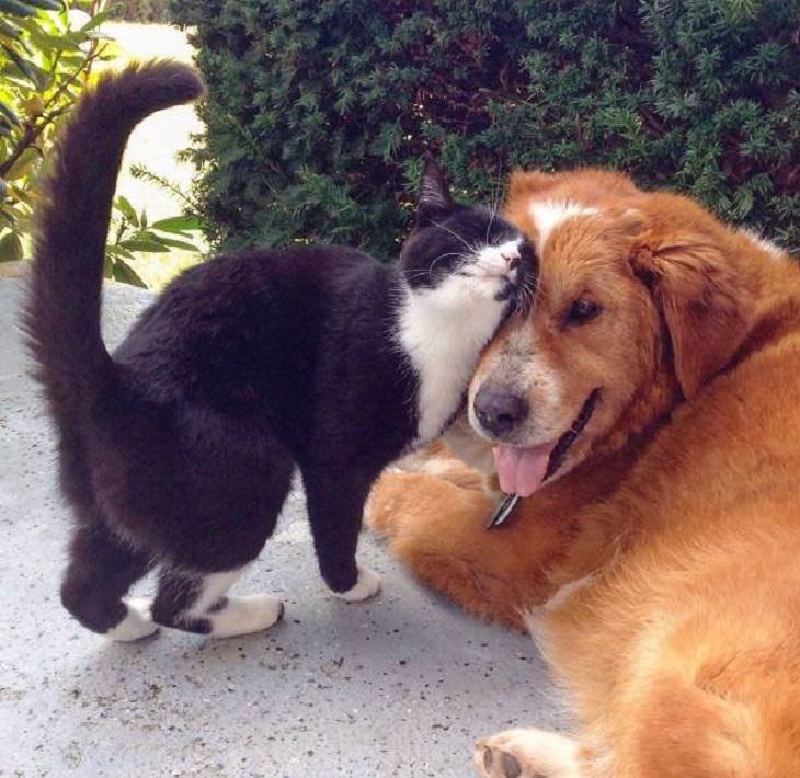 Brillantes Fotos De Los Humanos y La Naturaleza En Armonía gato y perro demostrando amor