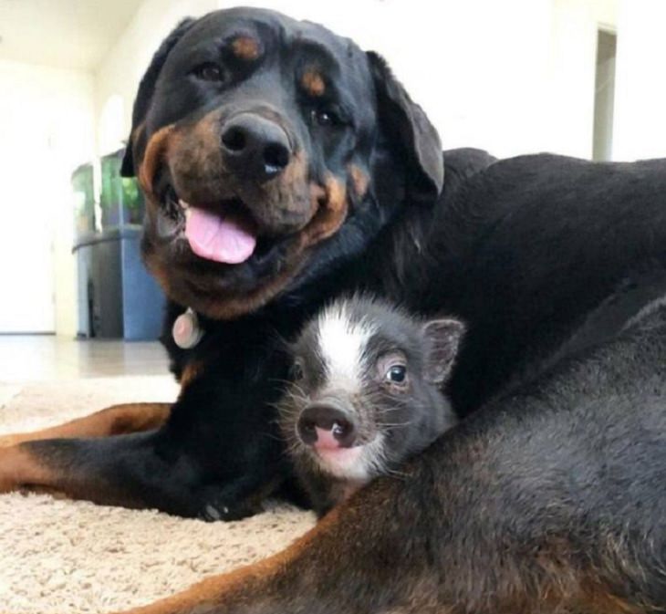 Brillantes Fotos De Los Humanos y La Naturaleza En Armonía perro y mini cerdo