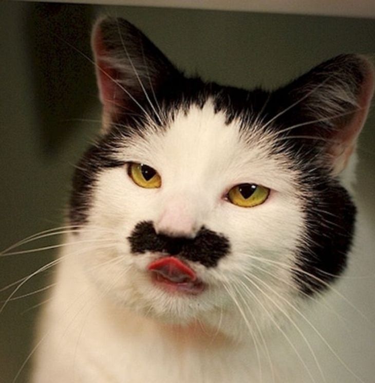 Animales con características únicas gato con bigote