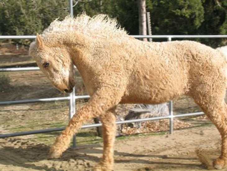 Animales con características únicas Un caballo rizado Bashkir que parece una escultura de arena