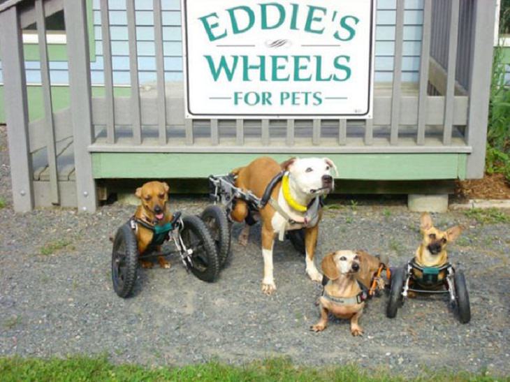 15 Historias Humanas Conmovedoras y Altamente Positivas cuidaod de perros discapacitados