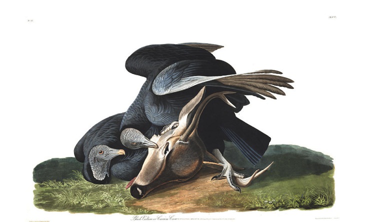 11. Buitre negro o cuervo carroñero