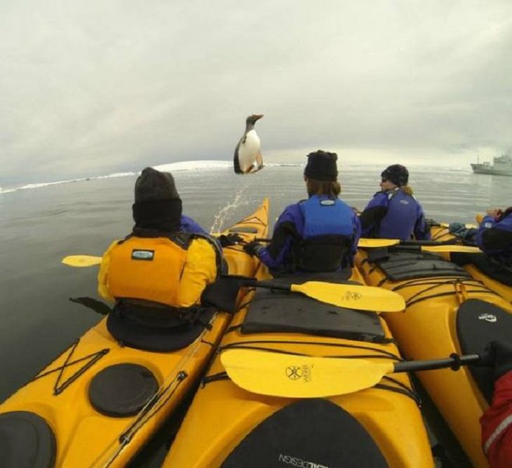 Cuando un pingüino saltó del agua en el momento adecuado.