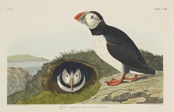 Watercolor Paintings of Birds , Puffin