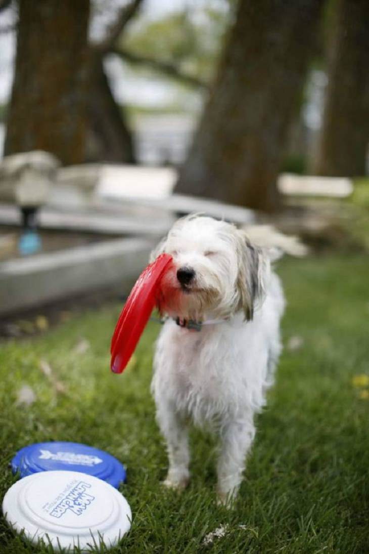 18 Divertidas Fotografías Sincronizadas a La Perfección perro con frisbee