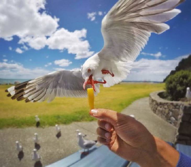 18 Divertidas Fotografías Sincronizadas a La Perfección ave robando un bocadillo