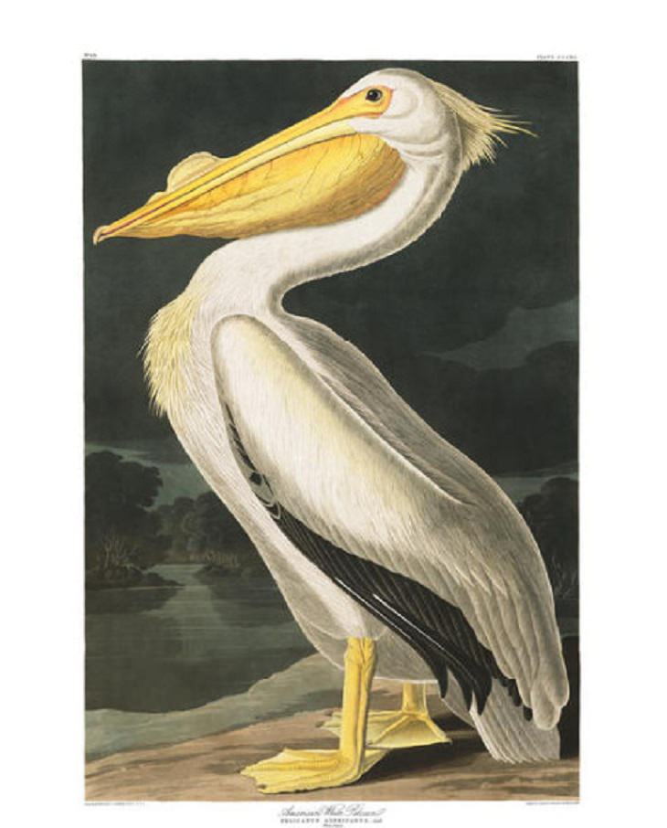 Watercolor Paintings of Birds, American White Pelican 