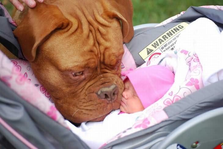 Fotos Que Reflejan Las Emociones Al Hacer Algo Por Primera Vez perro conoce a la bebé de la familia