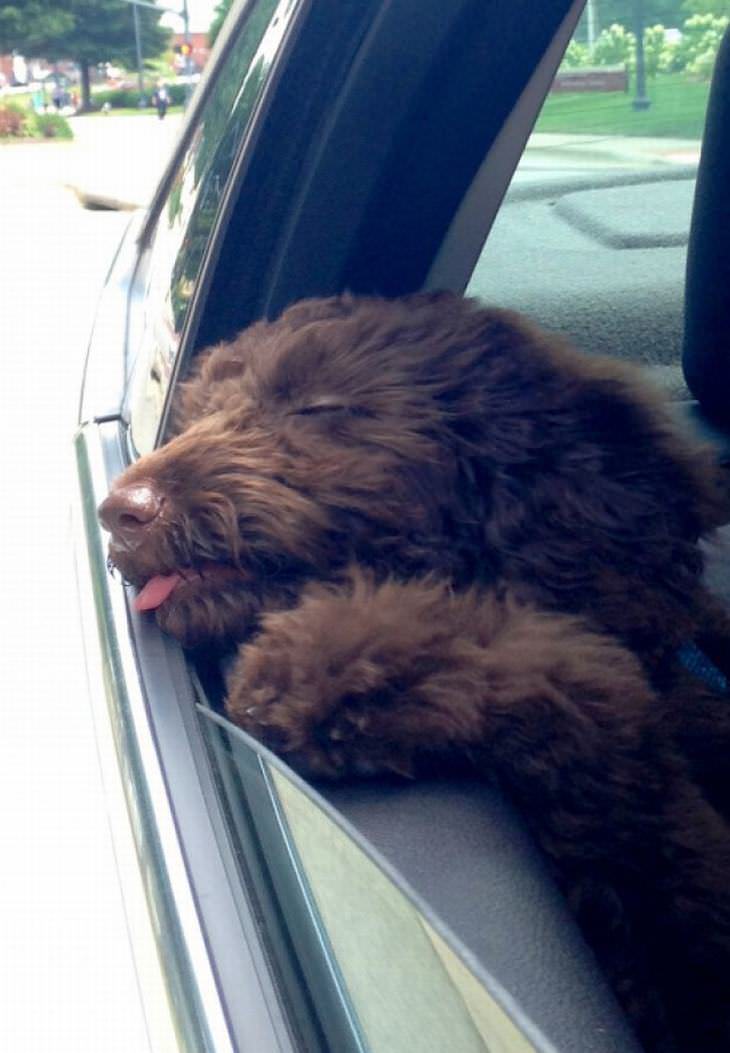 Fotos Que Reflejan Las Emociones Al Hacer Algo Por Primera Vez perro asomando la cabeza por la ventana