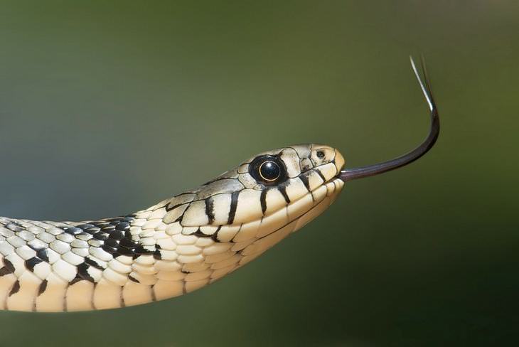 10 Chistes Cortos Para Pasar Un Buen Rato serpiente cobra