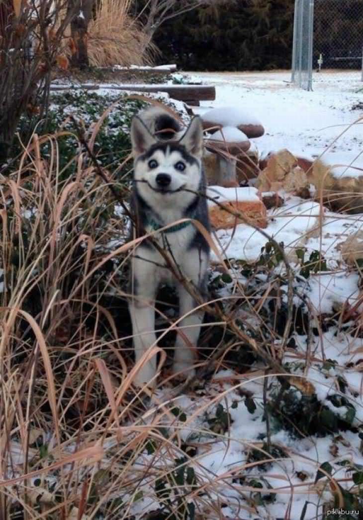 Fotos Que Reflejan Las Emociones Al Hacer Algo Por Primera Vez perro en la nieve