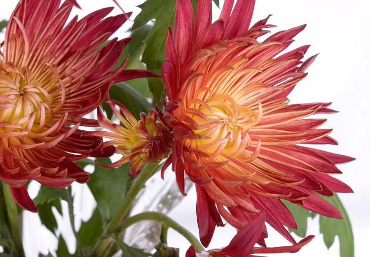 Different beautiful and colorful species, hybrids and types of Chrysanthemums, Southway Strontium Chrysanthemum