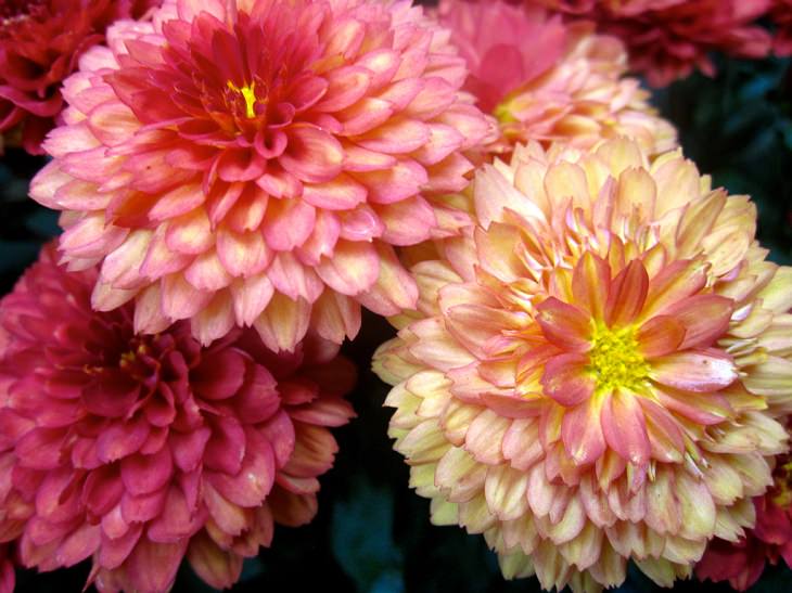 Different beautiful and colorful species, hybrids and types of Chrysanthemums, Hillside Pink Sheffield Chrysanthemum