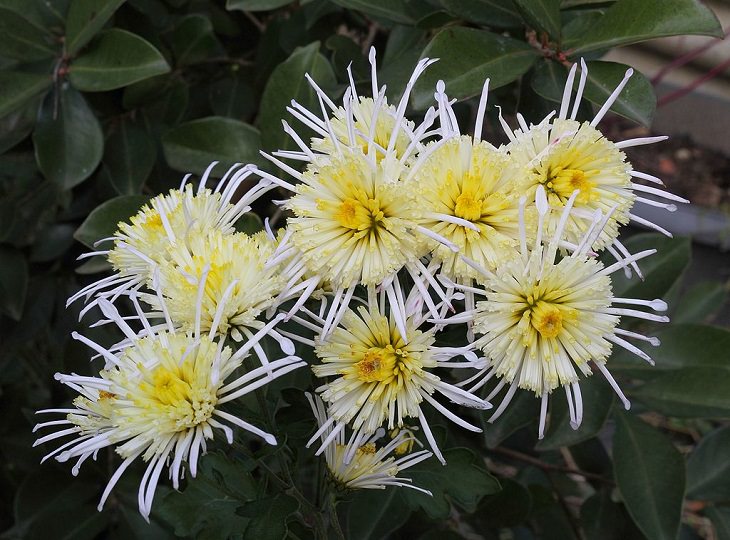 6. Crisantemo Vesubio