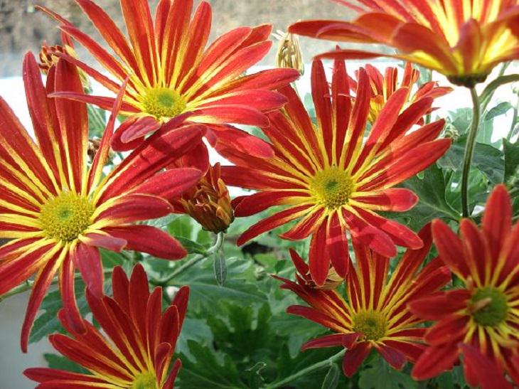 Different beautiful and colorful species, hybrids and types of Chrysanthemums, Chrysanthemum Sun City