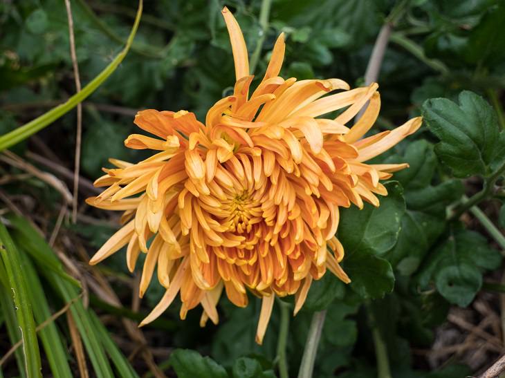 Different beautiful and colorful species, hybrids and types of Chrysanthemums, Chrysanthemum Cheerleader