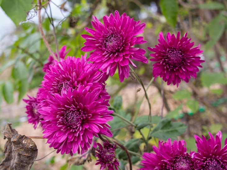 Different beautiful and colorful species, hybrids and types of Chrysanthemums, Chrysanthemum Purple Waters