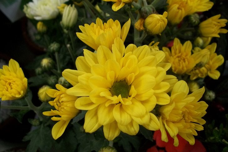 2. Crisantemo amarillo