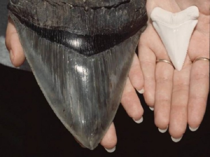 diente de un Megalodon y diente de tiburón blanco