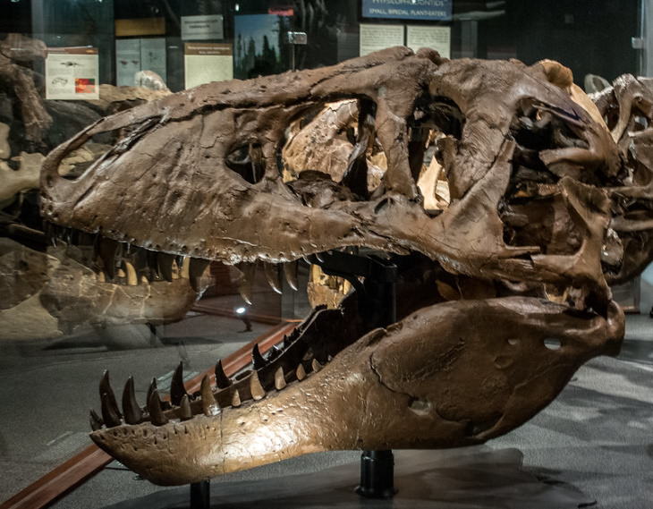 Hechos históricos difíciles de creer El periodo de tiempo entre la existencia del tiranosaurio rex y estegosaurio es mayor que el tiempo entre T. rex y los humanos
