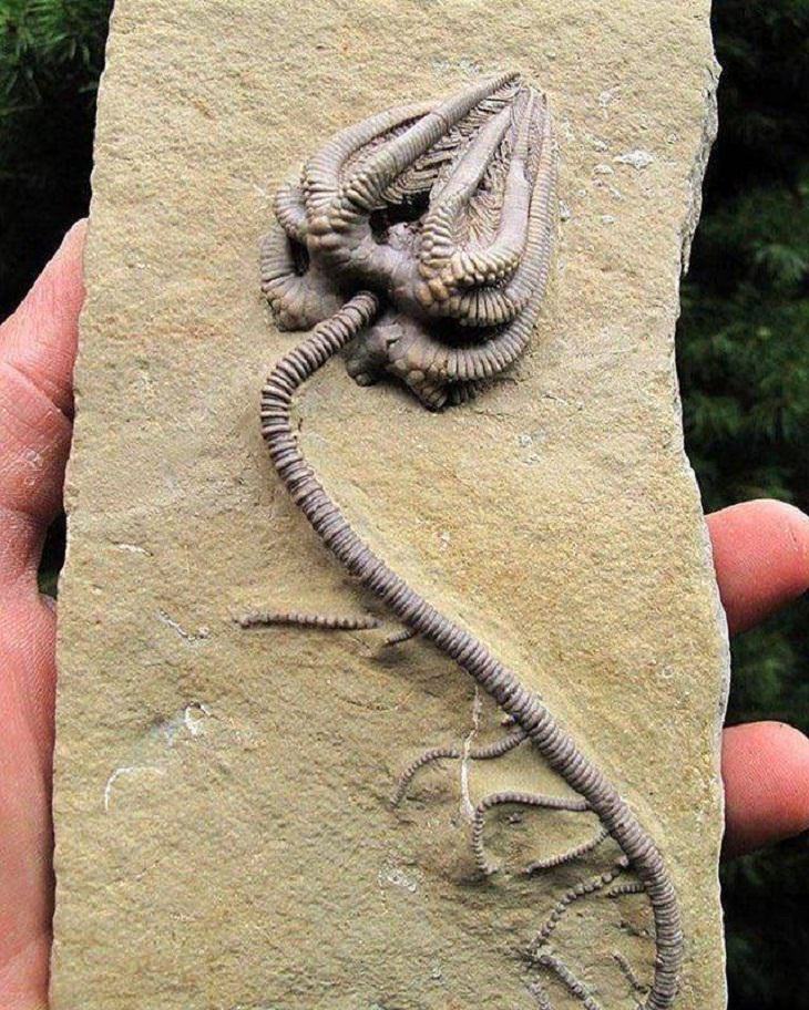 Un fósil de espécimen crinoideo notablemente bien conservado que data de hace casi 345 millones de años.