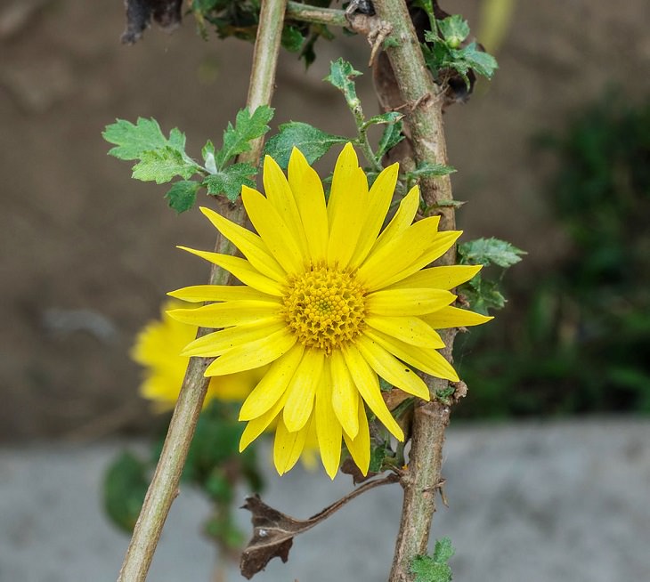9. Crisantemo Indicum