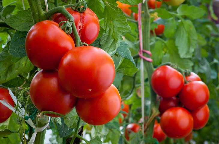hoja de tomate