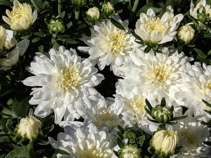 Different beautiful and colorful species, hybrids and types of Chrysanthemums, Chrysanthemum French Vanilla